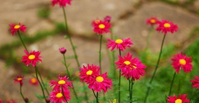 扶桑花|才知道,以下的花,养殖简单,开花漂亮,花期还长,一定要养几盆