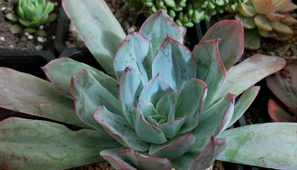 分享薄叶三仙之蓝光多肉的养护小技巧,赶紧拿小本本记好喔