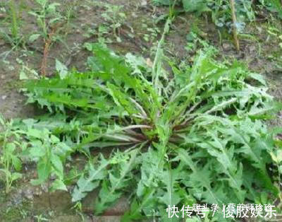 白花蛇舌|癌症最怕的3种野菜，营养健康，预防癌症有奇效，大家不妨了解下