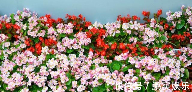 养护|养花技巧粗生粗养也能四季开花!少养1种都觉得亏了