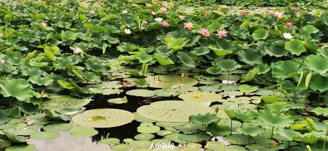 肾形|探花记｜荷塘里生出一株“芡”