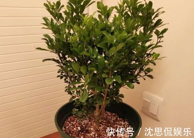 吸臭强性强的4种花,有洁癖一定要养,效果不仅明显还省事!