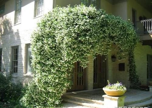 这份让春季花园“爆花”的清单你收藏一下吧！