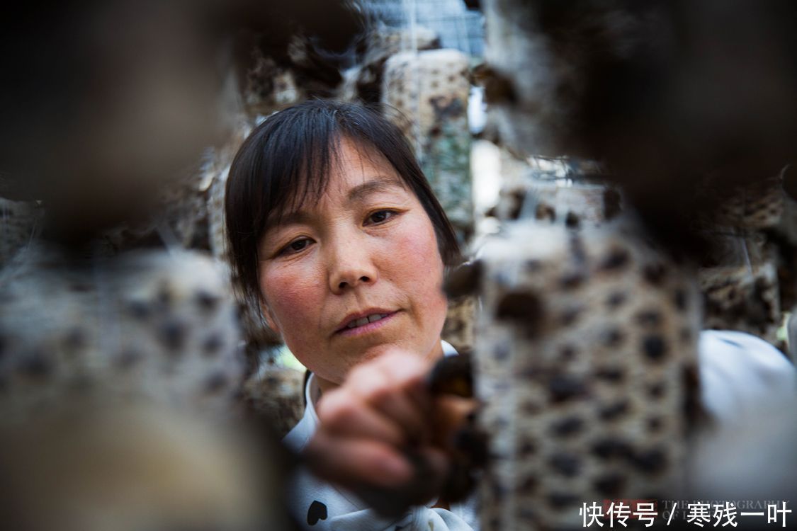 科技|走进陕西木耳种植基地，素食之王是这么长的，科技的力量太强大