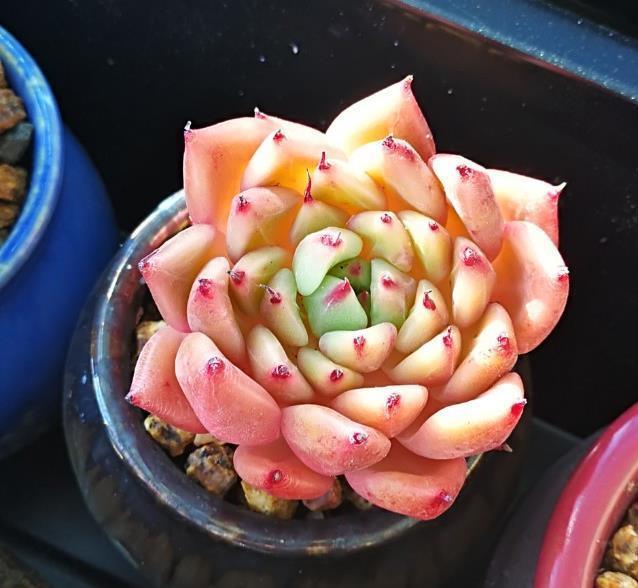 让多肉植物长出侧芽也不难,巧用剪刀,自然生长都爆盆