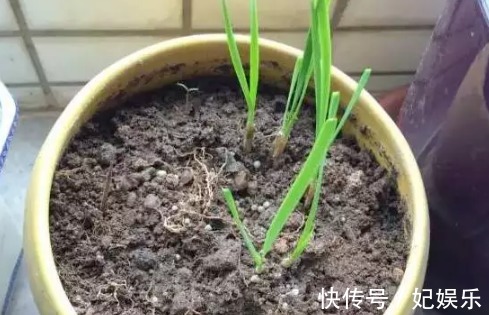 施肥|养花土里混入“它们”，可保半年内日常无需施肥