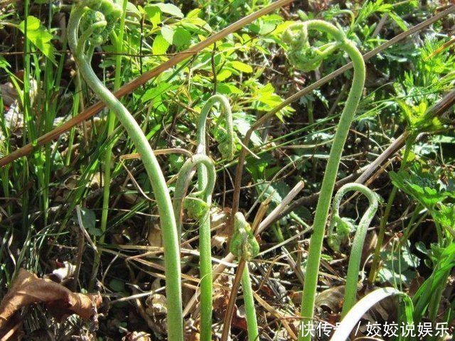 清明|农村的十大野菜，最后一个品尝一次，终生难忘