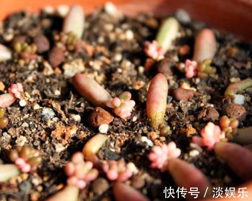 多肉虹之玉叶插怎么快速成活教你3个小妙招,不仅成活还更旺盛