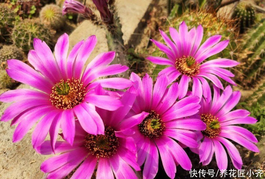 施肥|仙人球夏季为什么不开花？看看这3点，彻底做对了，才能开花不停