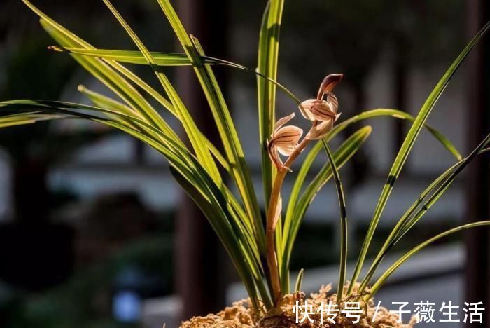 瑞香|比香水还好闻的花,家里摆一盆,满屋飘香还能去异味