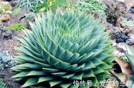 养花|这三种花不仅好看,而且有助于睡眠。需要失眠的人,赶紧养一盆!