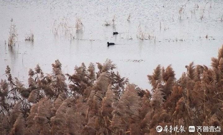 芦花|野鸡野鸭白鹭天堂，芦花飞舞的青岛大沽河湿地美如国画