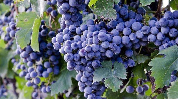 效果显著|肝毒“最怕”以下4种水果,经常吃一点,养肝排毒,效果显著