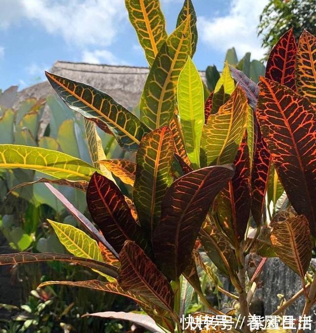 不宜|不宜养在家中室内的8种花,再美也别养,如果有快搬出去