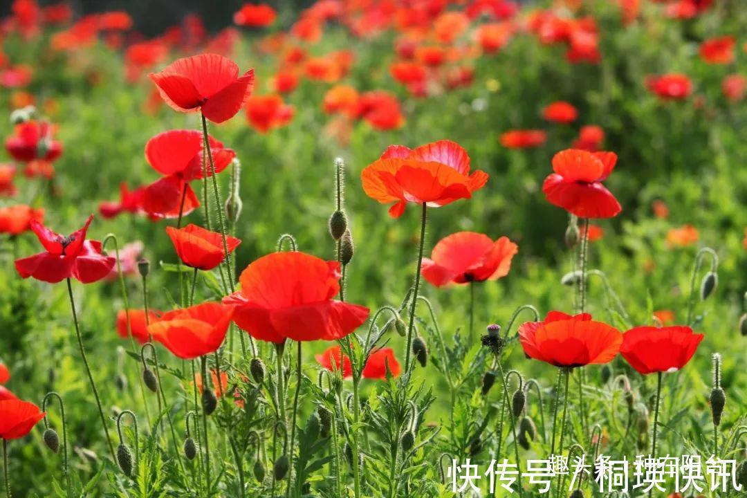 台长|“舞草”虞美人,当微风拂过阳台,它如同飞舞的彩蝶栩栩如生!