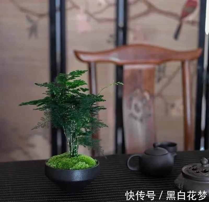 风水|五种小盆栽,耐阴又好养,办公室养几盆,增财运,旺事业