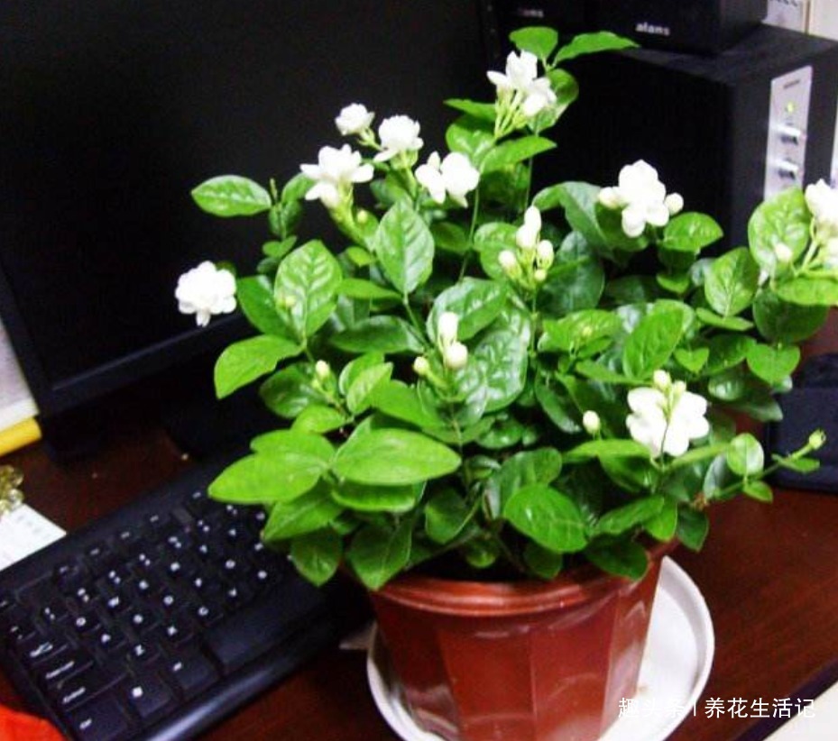 花朵|6月对茉莉花,用好“4个”小方法,花朵繁多香味浓,绽放时间长!