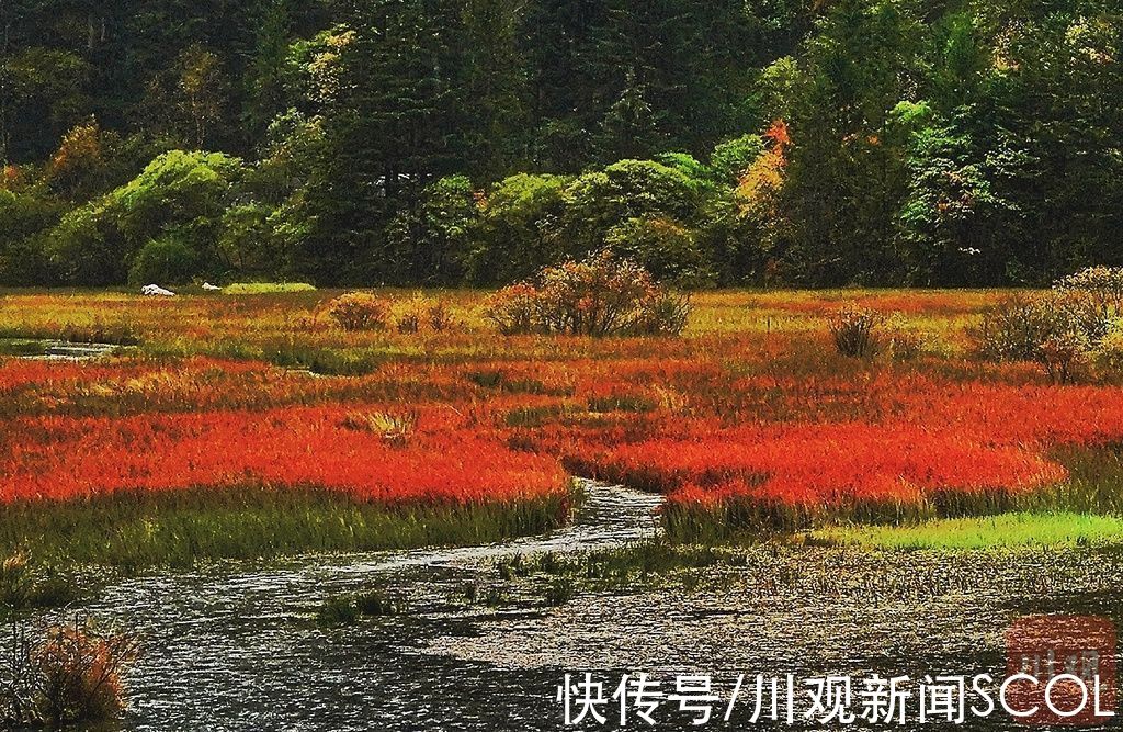 打卡|九寨沟景区全面归来，来跟川观新闻打卡大熊猫最迷恋的熊猫海