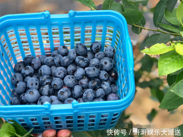 高颜值|若是怀孕了,4种“零食”孕妈每天吃,或能生个高颜值宝宝!