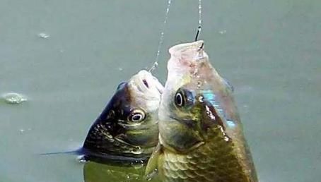 浅滩|大鲫鱼的“哭泣”躲在河中心都没用,最终沦为钓鱼人的盘中餐?