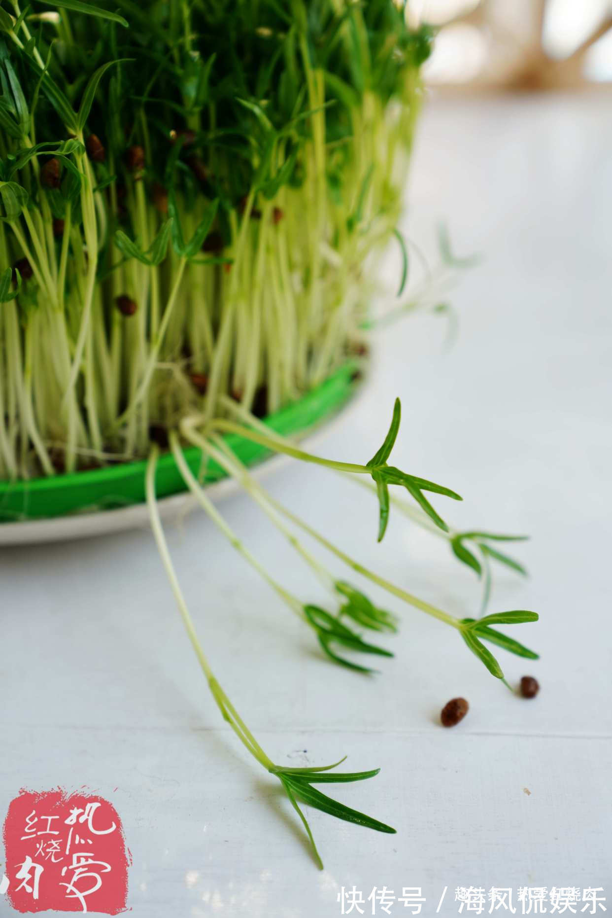 以前空心菜都是买着吃,这回用菜籽自己种的,不用土11天就能吃了