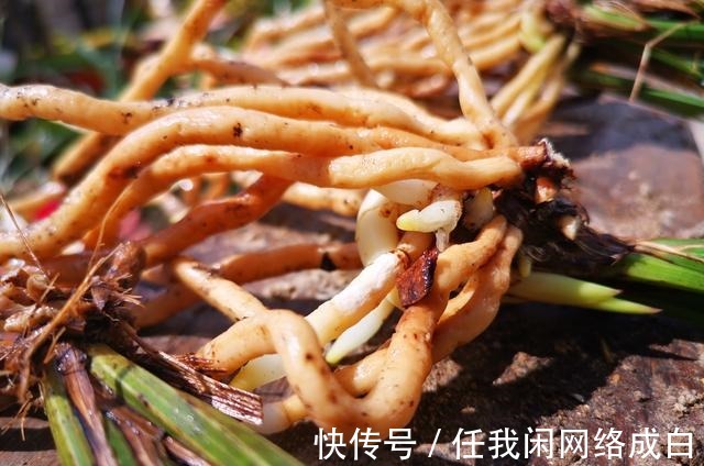 新栽的兰花什么时候浇水当时就浇和隔几天再浇，其实都不完全对