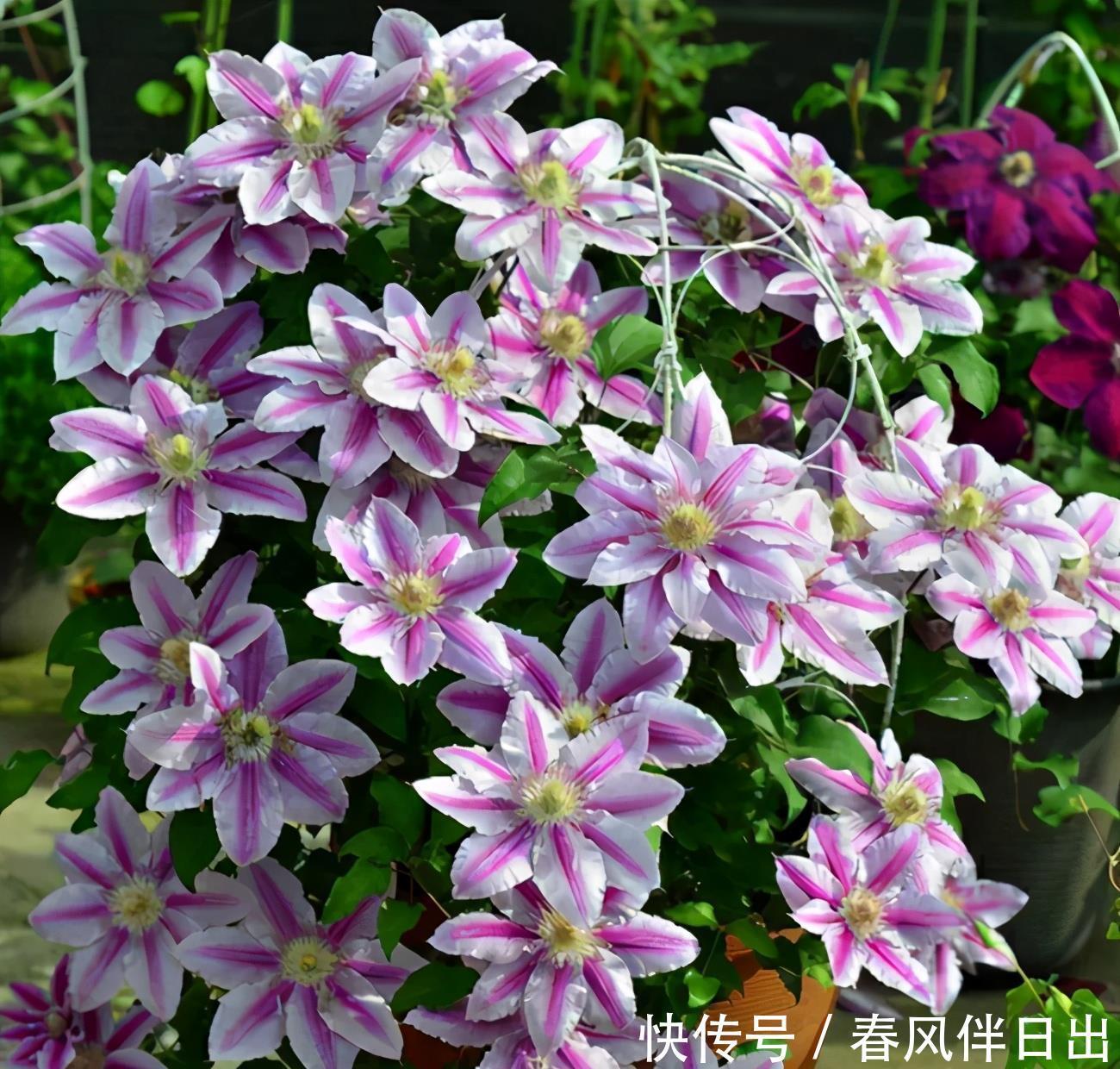 植物|养花别舍不得修剪,这4种植物,剪一剪长得更旺