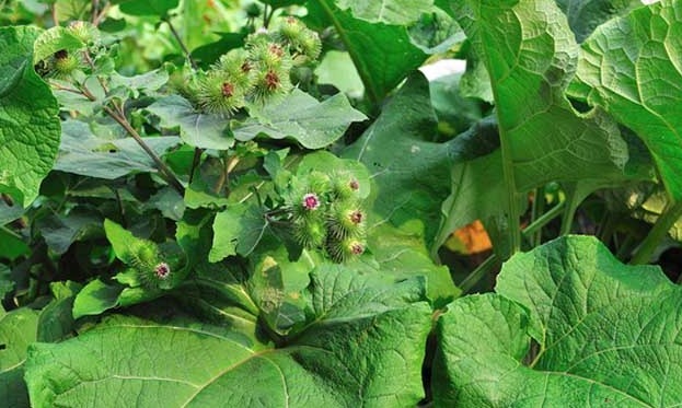 除草|牛蒡有“东洋参”的美誉,补肾壮阳,掌握五点,种出优质的牛蒡