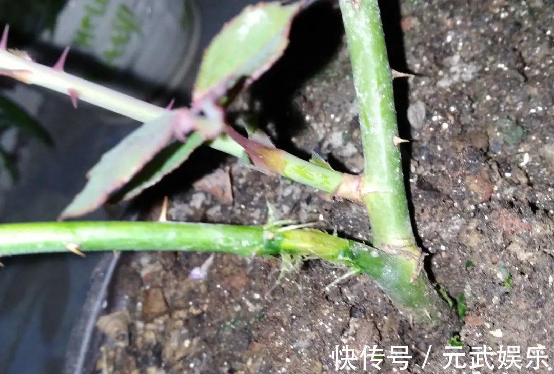 压条|养花技巧:给花切个小口子,埋土里100%生根,根本不用扦插!