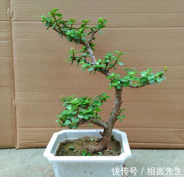 金枝玉叶金莹剔透,养护有技巧,学一学