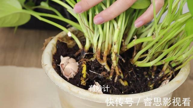 茂盛|花盆中撒一把，再难养的花，几天就能根壮叶绿长爆盆，太厉害了