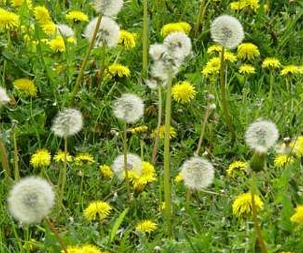 蒲公英|中医蒲公英泡水时要注意4件事,喝对了,才是“药草皇后”