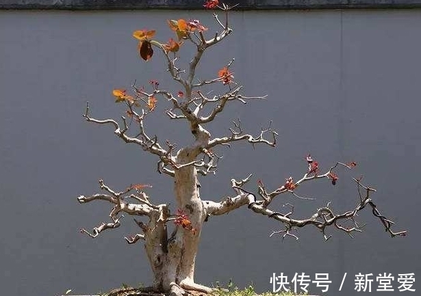 黄栌盆景感染立枯病和枯萎病，学会这三个办法，还你一片红叶