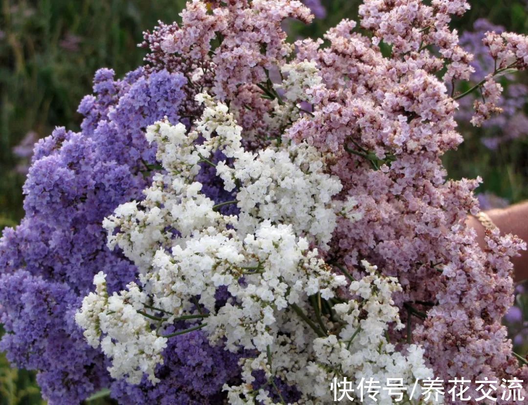 光棍树|记住这5种花的花语，光棍节更容易脱单，送花也不会迷惘