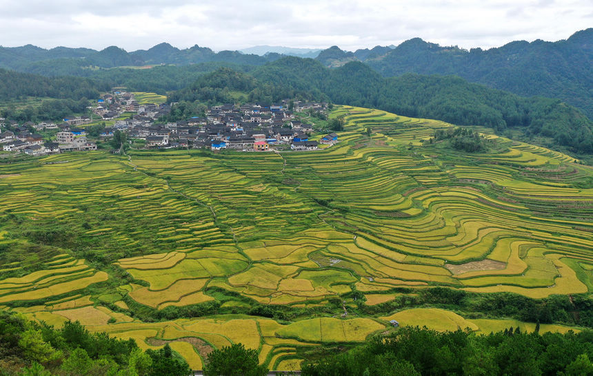 黄金甲|贵州：梯田处处皆美景 满坡尽披“黄金甲”