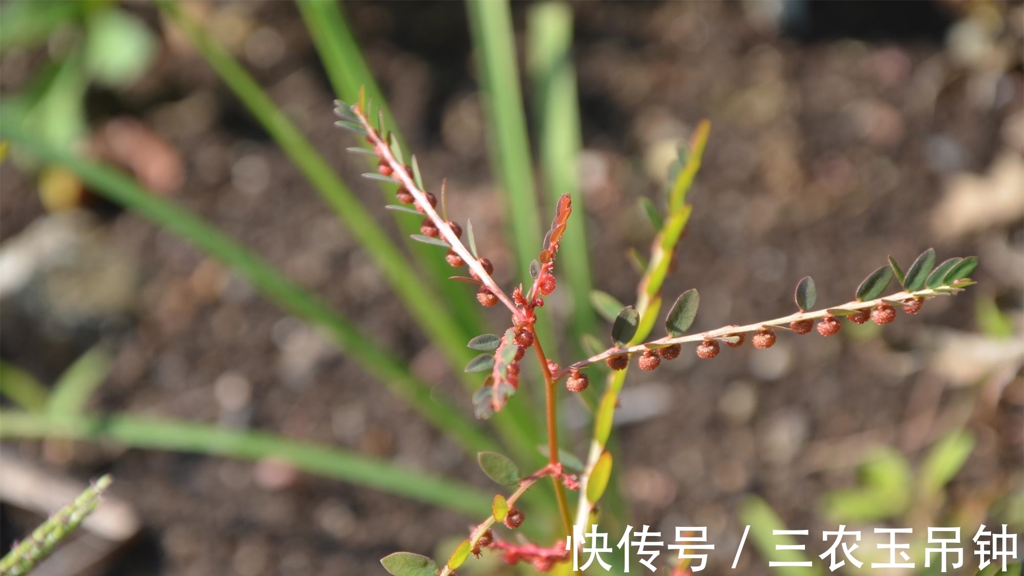 神农尝百草|农村田边一种野草，农民当成杂草除掉，殊不知是珍贵的“龙珠草”