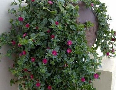 居家养花有讲究,这三种肥料比花肥好用100倍,养啥都能长爆盆