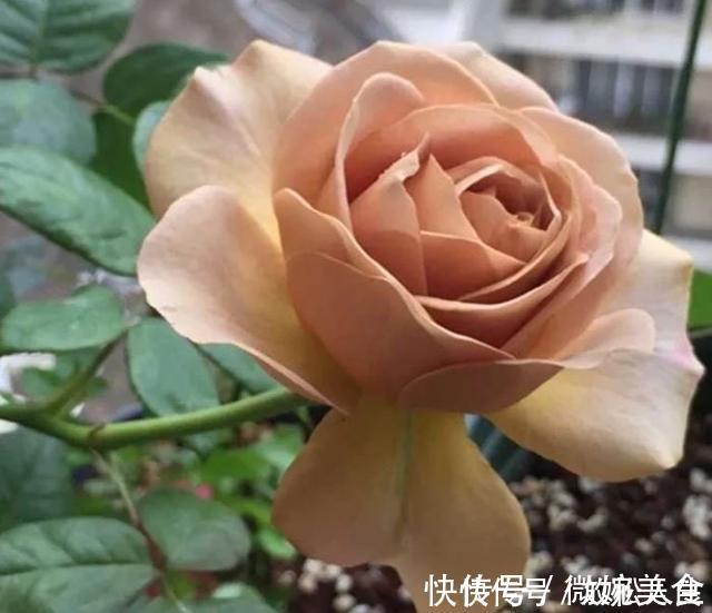 灌木|盘点10种古典美复古色系月季,你必须拥有其中一种!