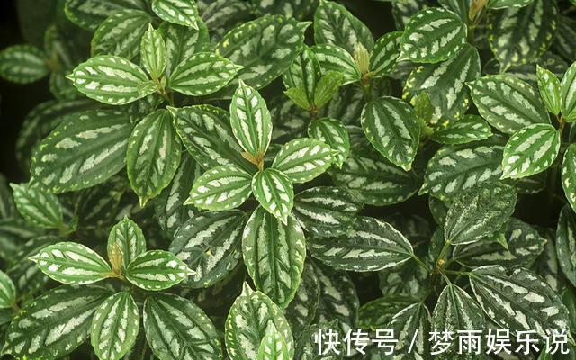 花叶|花叶冷水花耐阴又好养,在家养上一盆,清新又雅致