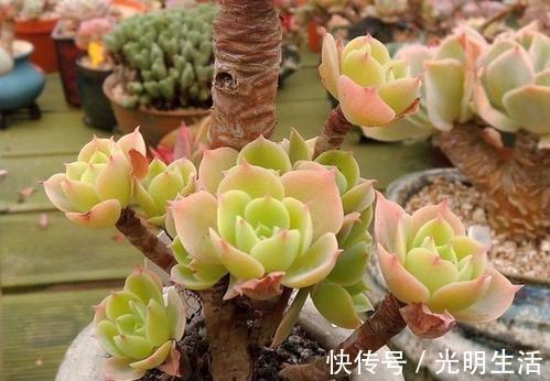 碧桃|夏天老花匠都爱养的碧桃多肉，颜值高叶肥厚，皮实好养适合新手