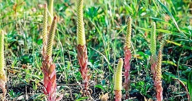 不老草|这种独根草，长满“鱼鳞”人称“不老草”治肾虚有奇效