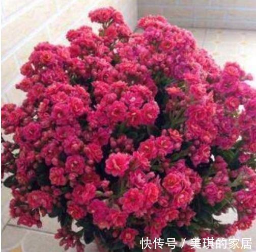 4种花很耐养,沾土就能活,阳台变花园,太美了!