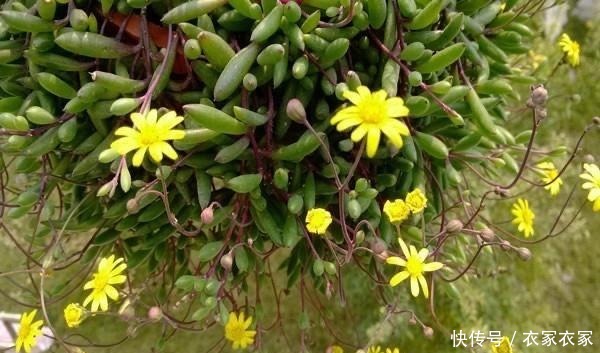 多肉中开花最迷人的4个品种,小米星精致淡雅,佛珠仙气飘逸!
