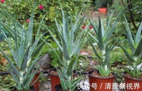 “病毒”很烦2种花,家里养一盆,全家人都身体好,养100盆都不多