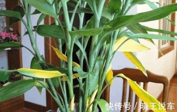 5分钟了解富贵竹黄叶原因,学会修剪处理,盆栽还能有观赏价值