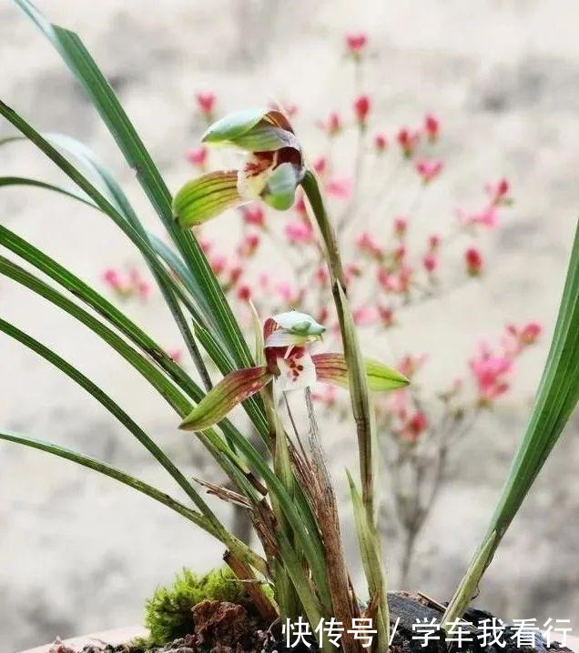 治疗兰花茎腐病，不要再浇药水，根本没有效果！