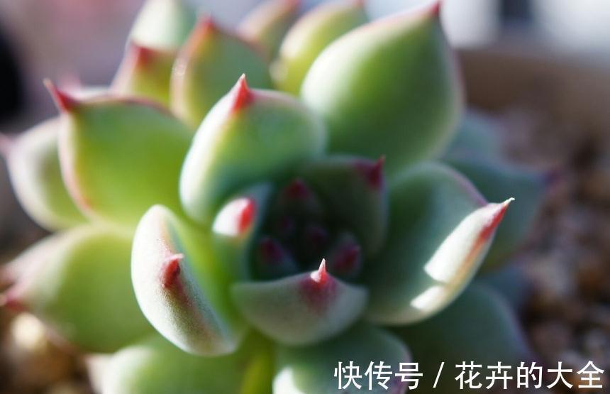 多肉黑腐烂根,这几招可以让你的多肉起死回生,你了解过嘛
