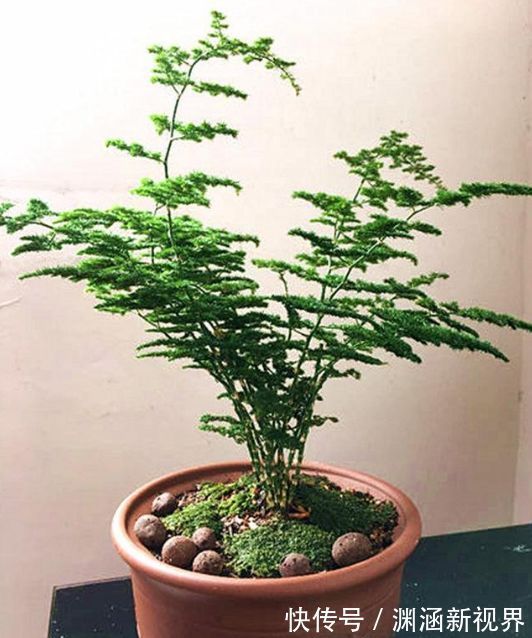 爆盆|掉叶发黄快枯死的文竹怎么急救给它喝点酸奶，一个月爆盆绿油油