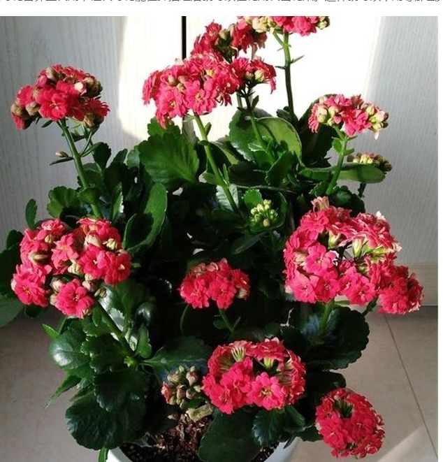 长寿花养了3年才开花牢记1个技巧，二茬花开爆满盆