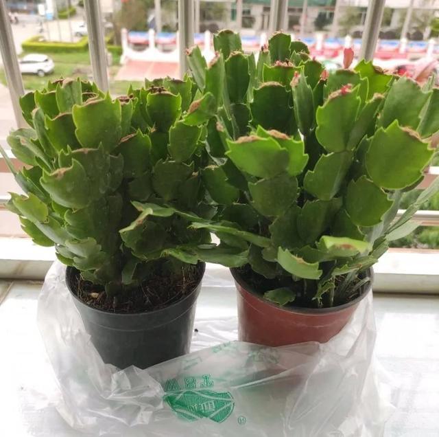 家里养盆虎皮兰,小花盆、挤着养,疯狂开花爆小崽!